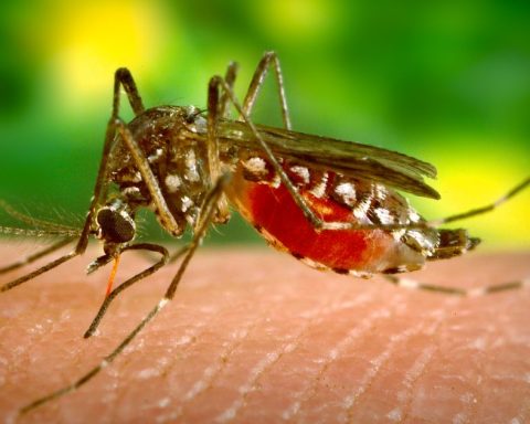 Dengue Piedras Negras