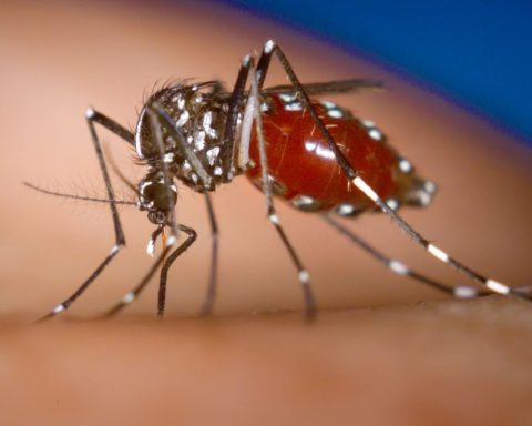 dengue Coahuila