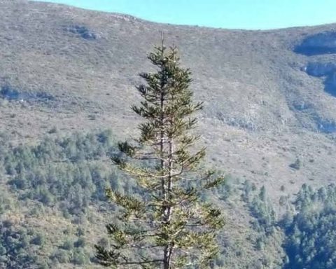 fogatas sierra de arteaga