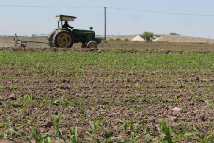 Suelos deteriorado en la región Lagunera: Reto urgente para la agricultura