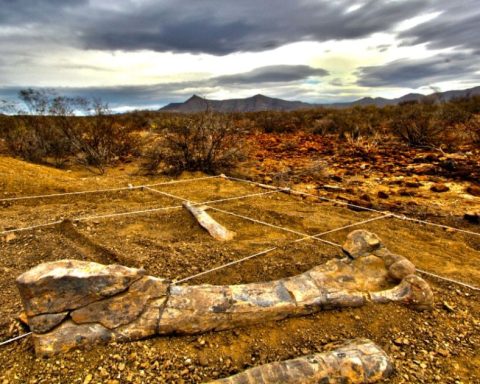 Preservación de piezas paleontológicas en Coahuila: Un desafío para el INAH
