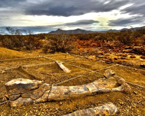 Preservación de piezas paleontológicas en Coahuila: Un desafío para el INAH