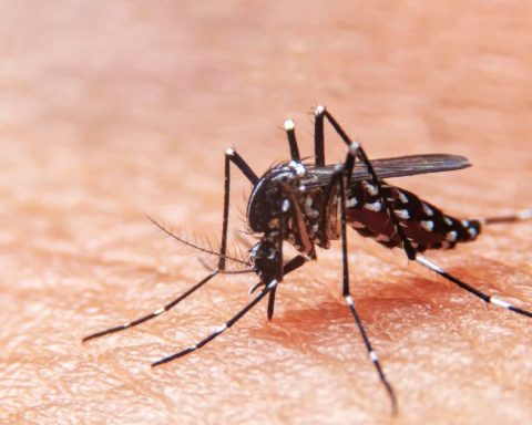 dengue Torreón