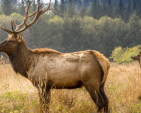 Denuncian caza ilegal de venado Elk en Piedras Negras, Coahuila