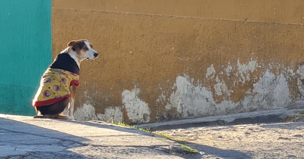 Registran fallecimientos de mascotas por frente frío en Coahuila