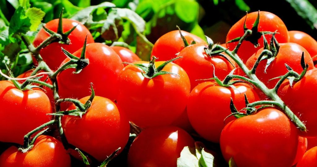 precio del tomate y cebolla