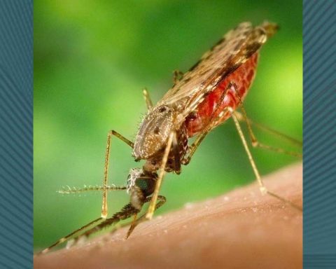 La malaria es causada por un parásito transmitido por la picadura de un mosquito infectado.