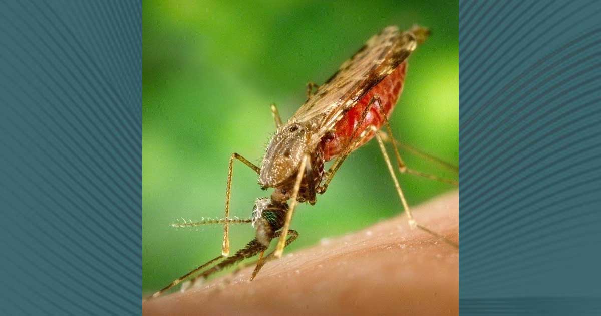 La malaria es causada por un parásito transmitido por la picadura de un mosquito infectado.