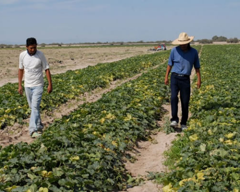 En el abandono, el campo coahuilense.