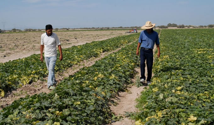 En el abandono, el campo coahuilense.