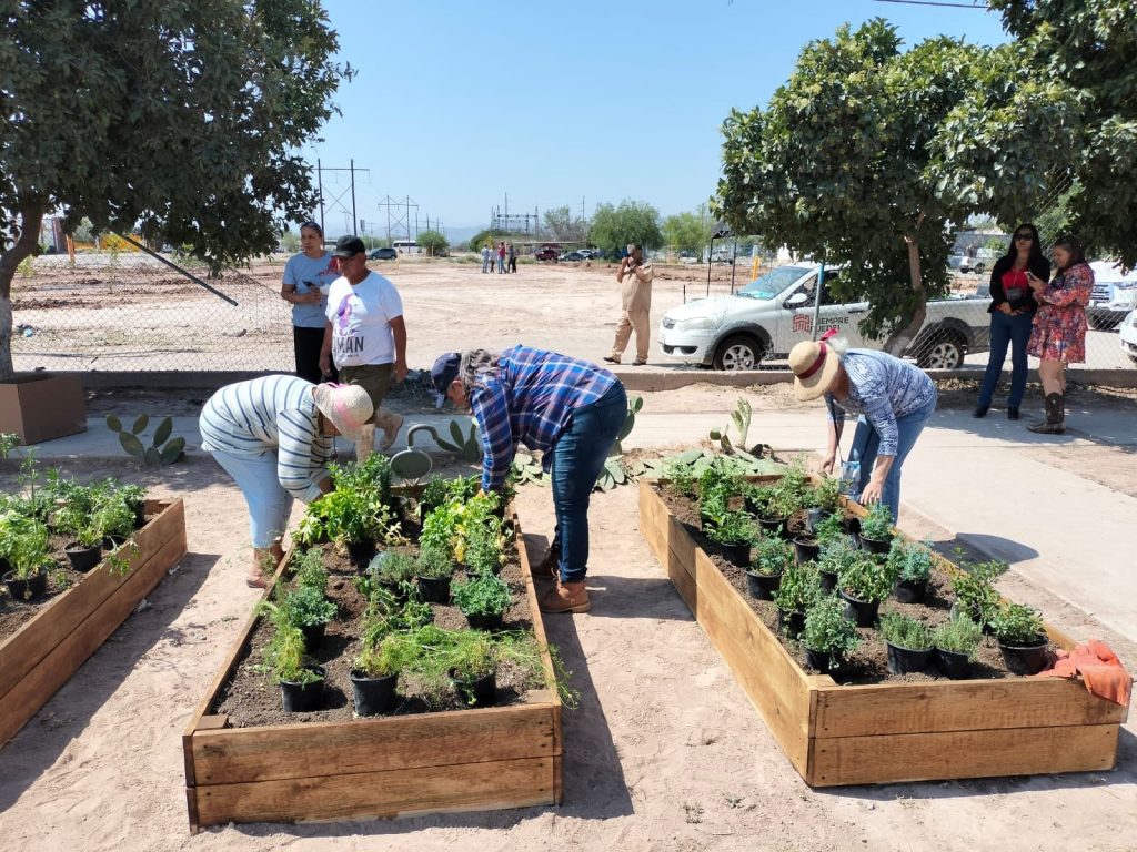 Reforestación Torreón