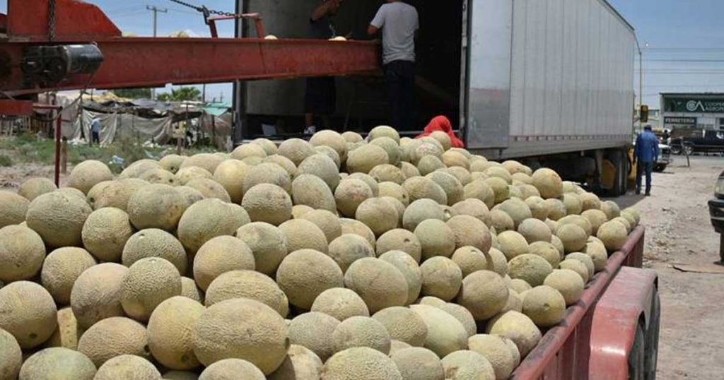 Producción de melón en Coahuila.