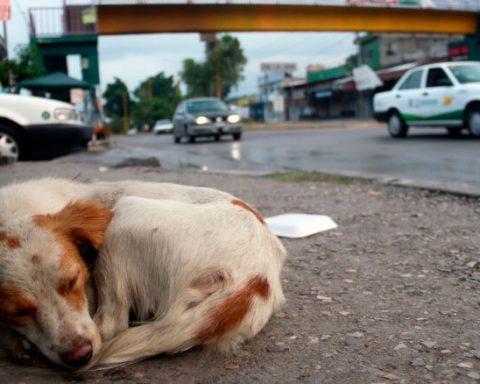 Alrededor de 2 millones de perros siguen en situación de calle en Coahuila.