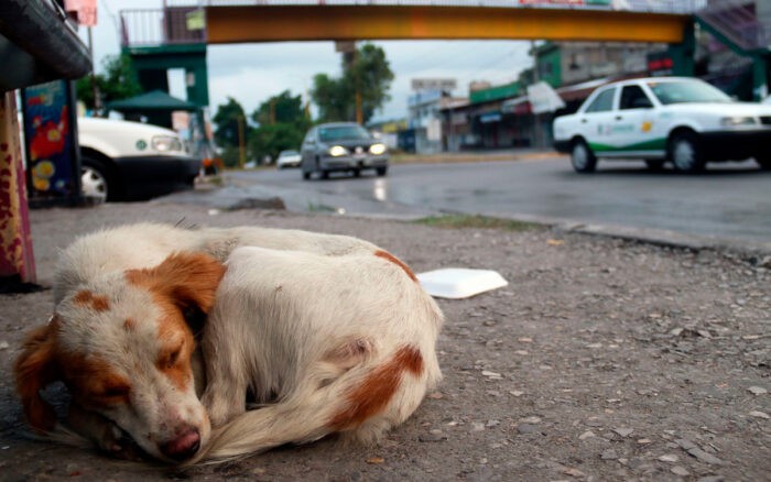 Alrededor de 2 millones de perros siguen en situación de calle en Coahuila.