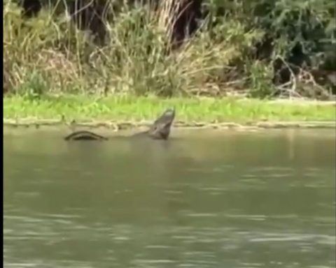 Caimán en el Río Bravo