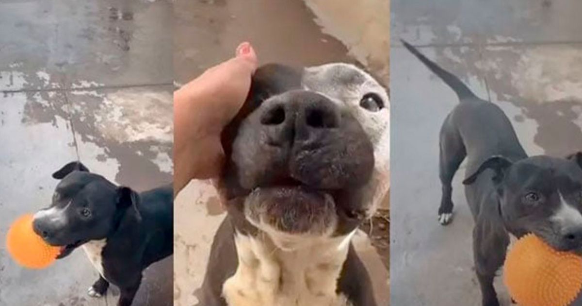 Leo perrito