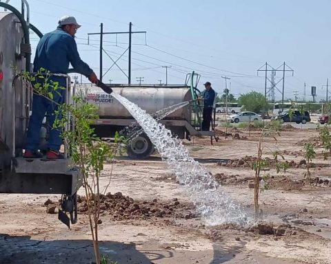 Acciones de reforestación en Torreón.