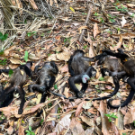 Mueren monos aulladores en Tabasco