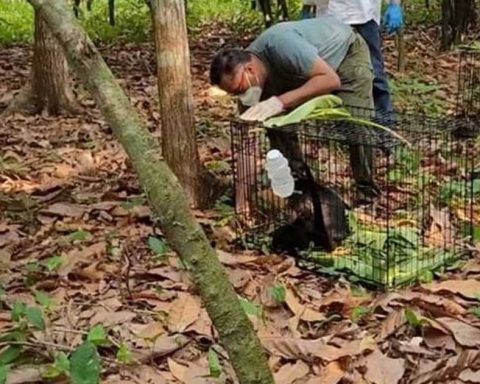 Monos en Tabasco