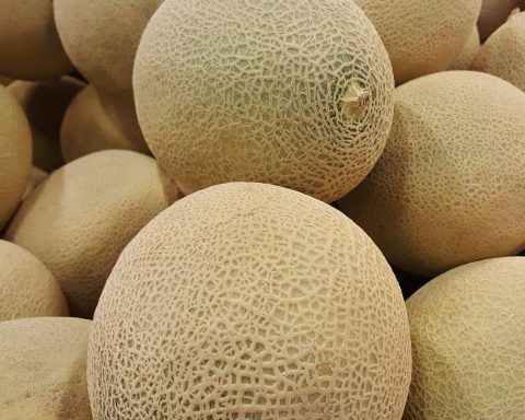 Producción de melón