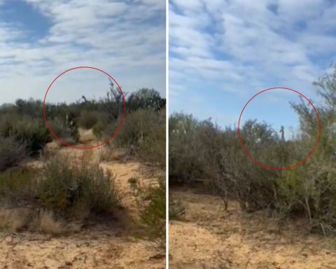 video jirafas Coahuila