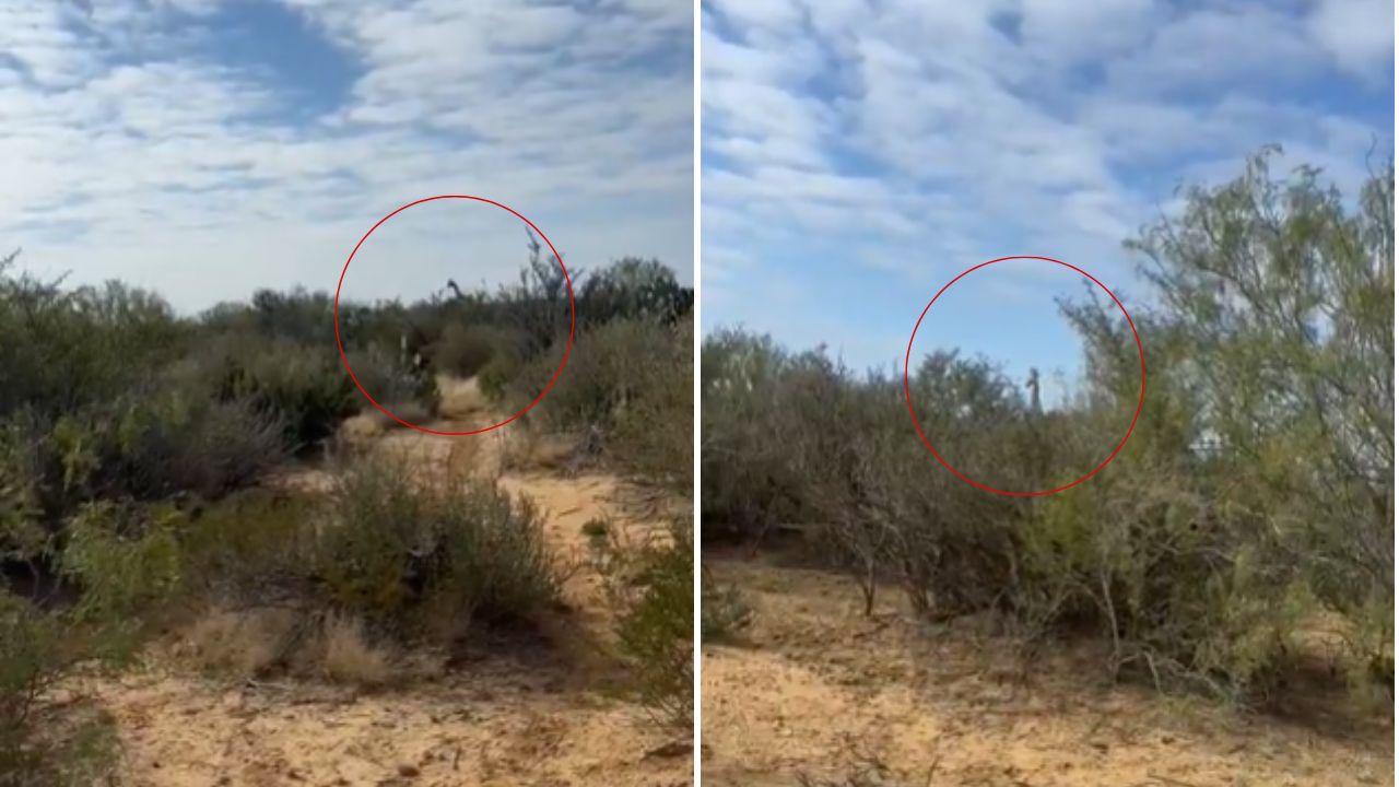 video jirafas Coahuila