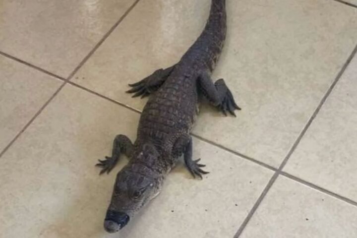 Hallan cocodrilo en el drenaje de un local en Múzquiz; autoridades investigan origen