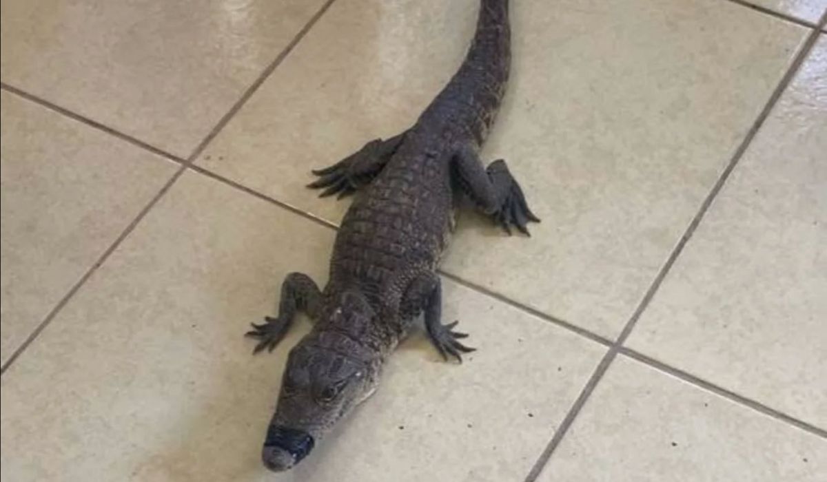 Hallan cocodrilo en el drenaje de un local en Múzquiz; autoridades investigan origen