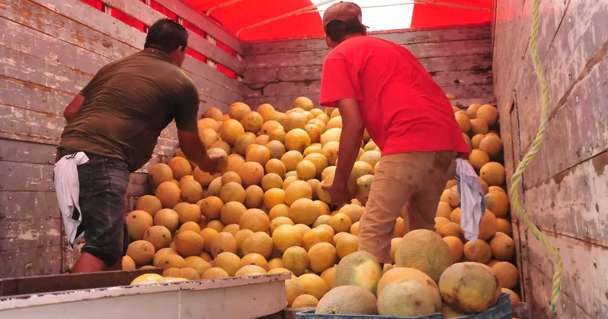 Productores en un camión lleno de melones.