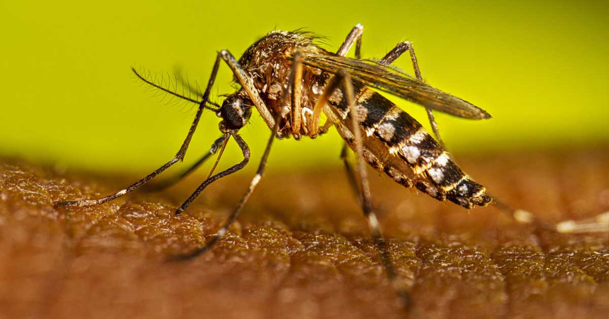 Mosquito que provoca el dengue.