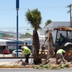 Trabajadores colocando una palma en el camellón.