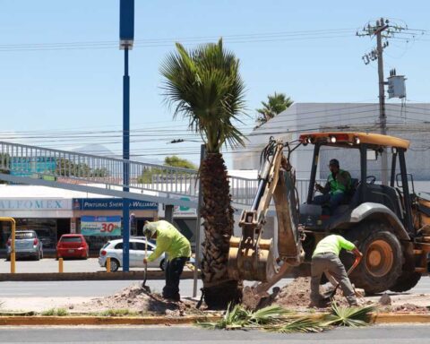 Trabajadores colocando una palma en el camellón.