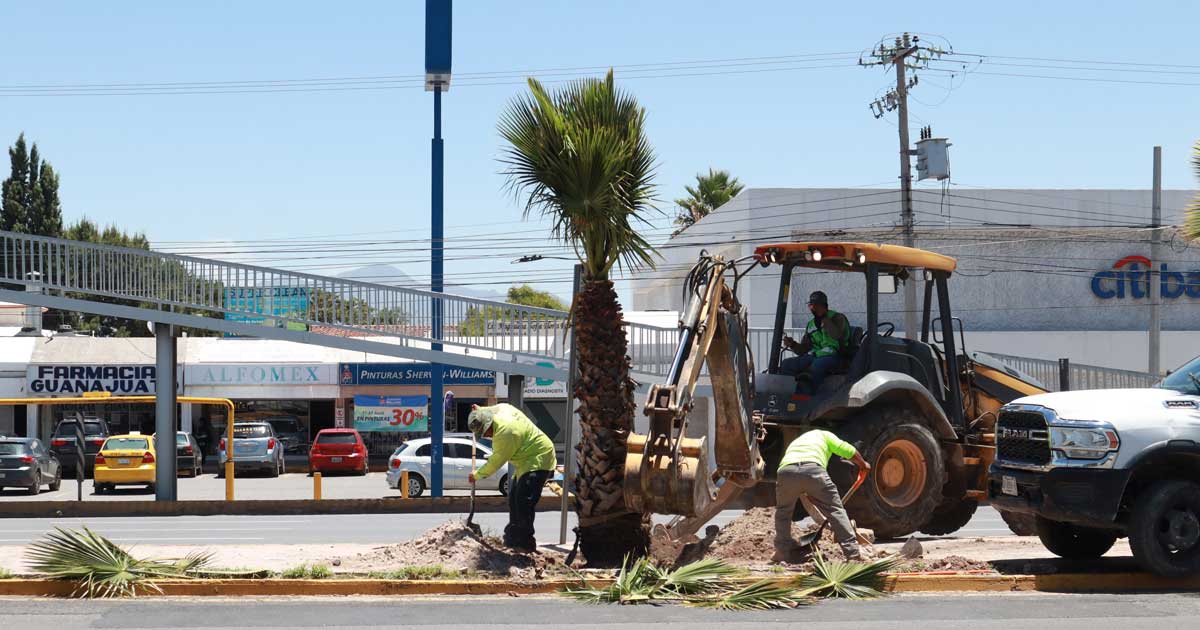 Trabajadores colocando una palma en el camellón.