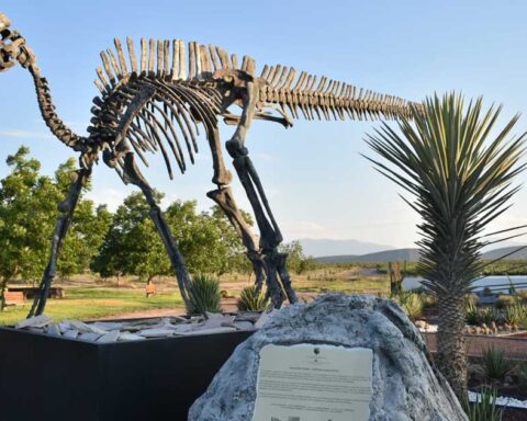 Huesos de dinosaurio en General Cepeda.